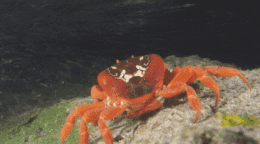 Even Crab